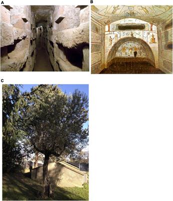 Fungal outbreak in the Catacombs of SS. Marcellino and Pietro Rome (Italy): From diagnosis to an emergency treatment